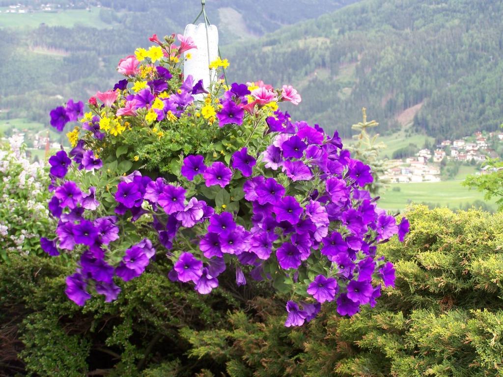 Haus Leitgeb Telfes im Stubai Exterior foto